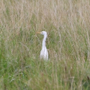 Bubulcus coromandus at Fyshwick, ACT - 21 Mar 2023