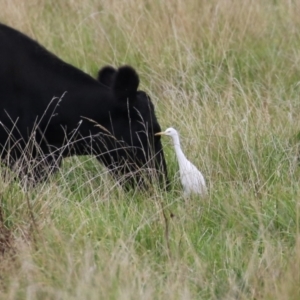 Bubulcus coromandus at Fyshwick, ACT - 21 Mar 2023