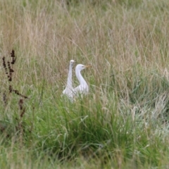 Bubulcus coromandus at Fyshwick, ACT - 21 Mar 2023