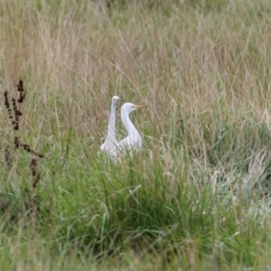 Bubulcus coromandus at Fyshwick, ACT - 21 Mar 2023