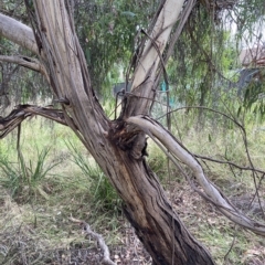 Eucalyptus elata (TBC) at Belconnen, ACT - 20 Mar 2023 by JohnGiacon