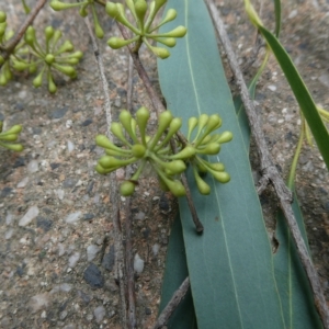 Eucalyptus elata at Belconnen, ACT - 21 Mar 2023