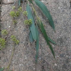 Eucalyptus elata at Belconnen, ACT - 21 Mar 2023