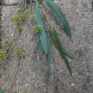 Eucalyptus elata at Belconnen, ACT - 21 Mar 2023