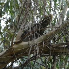 Ocyphaps lophotes (Crested Pigeon) at Emu Creek Belconnen (ECB) - 20 Mar 2023 by JohnGiacon