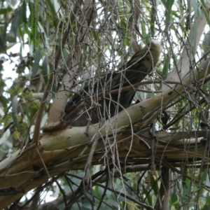 Ocyphaps lophotes at Belconnen, ACT - 21 Mar 2023