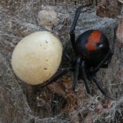 Latrodectus hasselti (Redback Spider) at Belconnen, ACT - 19 Mar 2023 by JohnGiacon