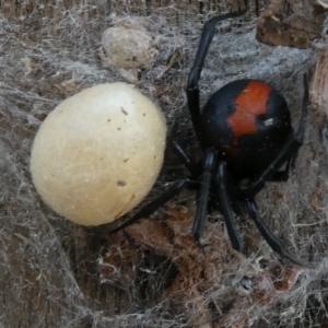 Latrodectus hasselti at Belconnen, ACT - 19 Mar 2023 03:58 PM