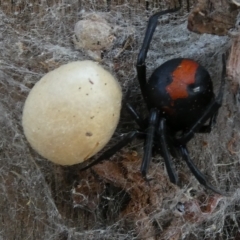 Latrodectus hasselti (Redback Spider) at Emu Creek - 19 Mar 2023 by JohnGiacon