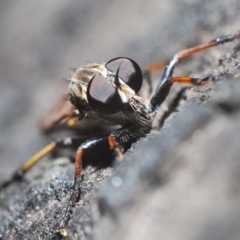 Cerdistus sp. (genus) (Slender Robber Fly) at Tinderry, NSW - 21 Mar 2023 by Harrisi