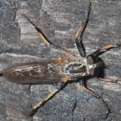 Cerdistus sp. (genus) at Tinderry, NSW - 21 Mar 2023