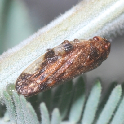 Unidentified Leafhopper & planthopper (Hemiptera, several families) at Tinderry, NSW - 21 Mar 2023 by Harrisi