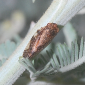 Anyllis leiala at Tinderry, NSW - 21 Mar 2023 03:44 PM