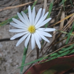 Brachyscome sp. (Cut-leaf Daisy) at Tinderry, NSW - 21 Mar 2023 by Harrisi