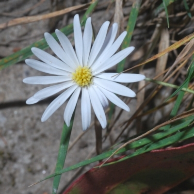 Brachyscome sp. (Cut-leaf Daisy) at Tinderry, NSW - 21 Mar 2023 by Harrisi