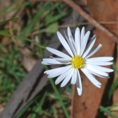 Brachyscome sp. at Tinderry, NSW - 21 Mar 2023