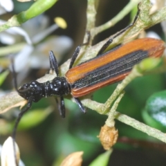 Stenoderus suturalis (Stinking Longhorn) at Tinderry Nature Reserve - 21 Mar 2023 by Harrisi