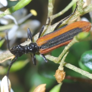 Stenoderus suturalis at Tinderry, NSW - 21 Mar 2023 03:38 PM