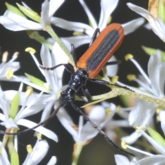 Stenoderus suturalis at Tinderry, NSW - 21 Mar 2023 03:38 PM