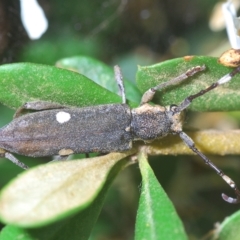 Pempsamacra pygmaea (Longhorn beetle) at Tinderry, NSW - 21 Mar 2023 by Harrisi