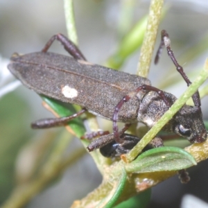 Pempsamacra pygmaea at Tinderry, NSW - 21 Mar 2023