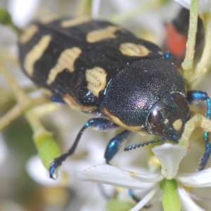 Castiarina octospilota at Tinderry, NSW - 21 Mar 2023