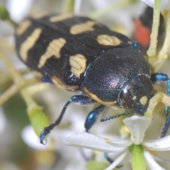 Castiarina octospilota (A Jewel Beetle) at Tinderry, NSW - 21 Mar 2023 by Harrisi