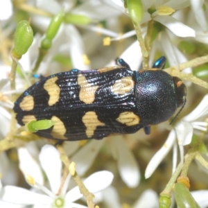 Castiarina octospilota at Tinderry, NSW - 21 Mar 2023