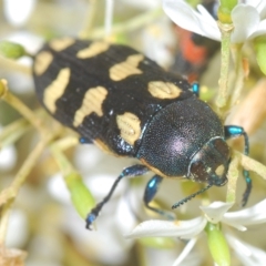 Castiarina octospilota at Tinderry, NSW - 21 Mar 2023