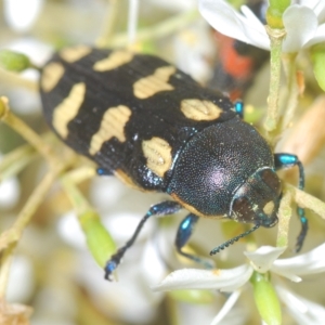 Castiarina octospilota at Tinderry, NSW - 21 Mar 2023