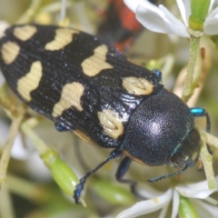 Castiarina octospilota at Tinderry, NSW - 21 Mar 2023