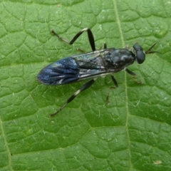 Exaireta spinigera (Garden Soldier Fly) at Emu Creek - 20 Mar 2023 by JohnGiacon