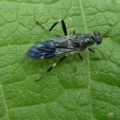 Exaireta spinigera (Garden Soldier Fly) at Flea Bog Flat to Emu Creek Corridor - 20 Mar 2023 by JohnGiacon