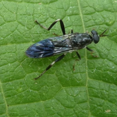 Exaireta spinigera (Garden Soldier Fly) at Belconnen, ACT - 20 Mar 2023 by JohnGiacon