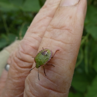 Nezara viridula (Green vegetable bug) at Emu Creek - 20 Mar 2023 by JohnGiacon