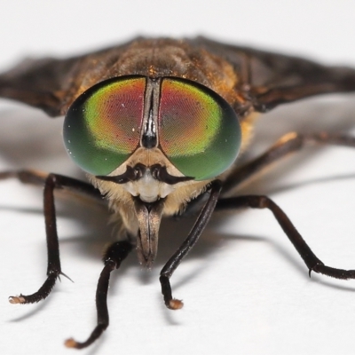 Cydistomyia sp. (genus) (A horse fly) at Wellington Point, QLD - 21 Mar 2023 by TimL