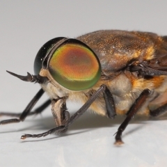 Cydistomyia sp. (genus) at Wellington Point, QLD - suppressed