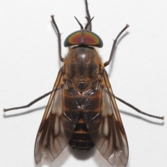 Cydistomyia sp. (genus) at Wellington Point, QLD - 21 Mar 2023