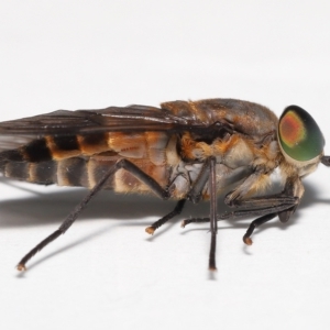 Cydistomyia sp. (genus) at Wellington Point, QLD - suppressed