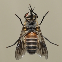 Cydistomyia sp. (genus) at Wellington Point, QLD - suppressed