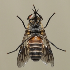 Cydistomyia sp. (genus) at Wellington Point, QLD - suppressed