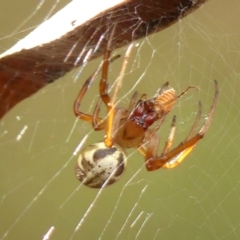 Phonognatha graeffei (Leaf Curling Spider) at Thirlmere Lakes National Park - 15 Feb 2023 by Curiosity