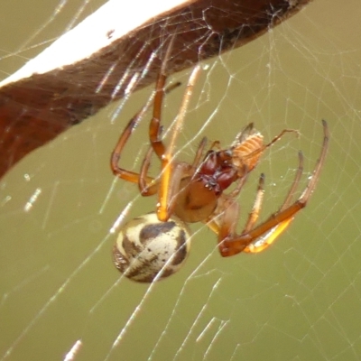 Phonognatha graeffei (Leaf Curling Spider) at Thirlmere Lakes National Park - 15 Feb 2023 by Curiosity