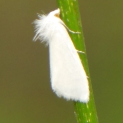 Tipanaea patulella (A Crambid moth) at Wollondilly Local Government Area - 14 Feb 2023 by Curiosity