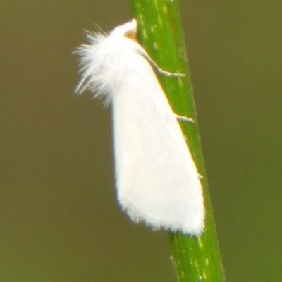 Tipanaea patulella (A Crambid moth) at Thirlmere Lakes National Park - 14 Feb 2023 by Curiosity
