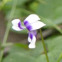 Viola hederacea (Ivy-leaved Violet) at Thirlmere Lakes National Park - 15 Feb 2023 by Curiosity