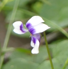 Viola hederacea (Ivy-leaved Violet) at Thirlmere, NSW - 14 Feb 2023 by Curiosity