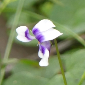 Viola hederacea (Ivy-leaved Violet) at Thirlmere, NSW by Curiosity