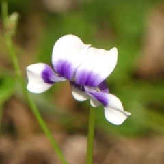 Viola hederacea at Thirlmere, NSW - 15 Feb 2023