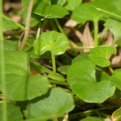 Viola hederacea at Thirlmere, NSW - 15 Feb 2023 09:42 AM